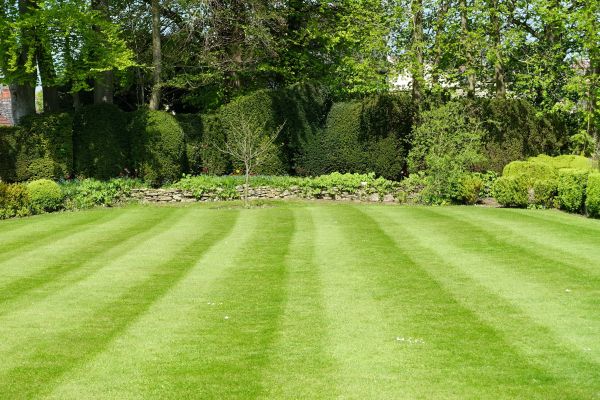 Cost of Grass Care Service in Dallas